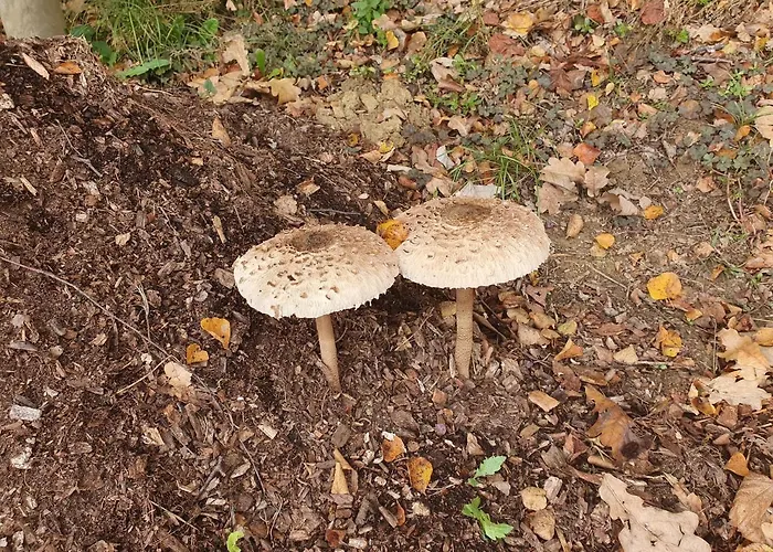 Thermenland Bed and breakfast Fürstenfeld